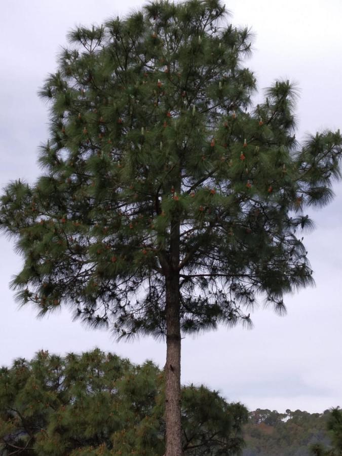 Pine Villa Касаули Экстерьер фото